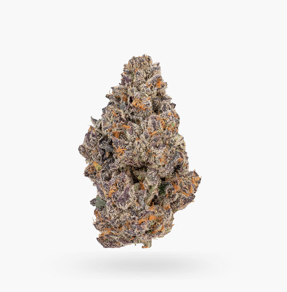 A large dark purple Marzhmallow bud covered in trichomes and bright orange hairs.
