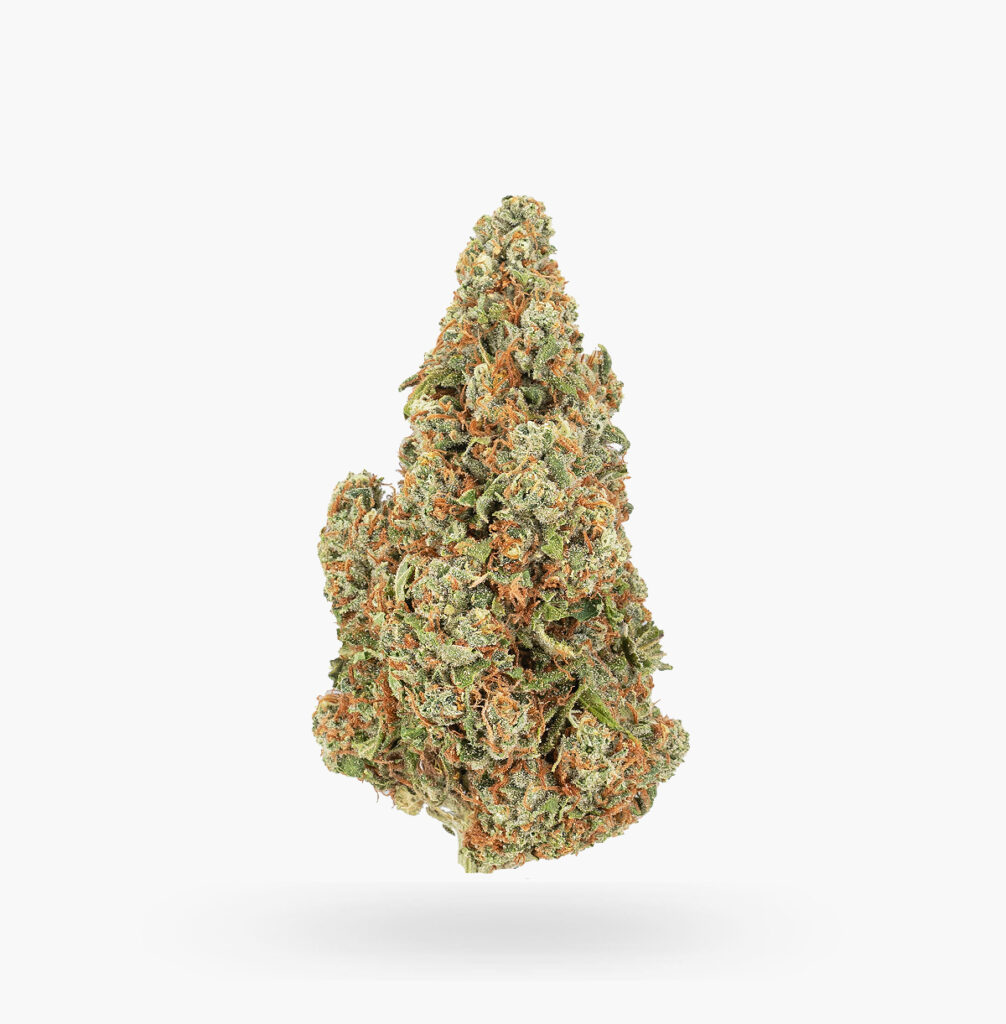 A large medium green Orangeade bulk bud with an exceptional amount of rusty coloured hairs and moderate crystal trichome coverage.