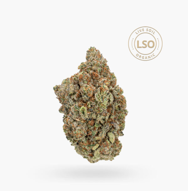 A Large Banana Hammock LSO bud; its bright green with tinged purple tips, dense and caked in crystal trichome.