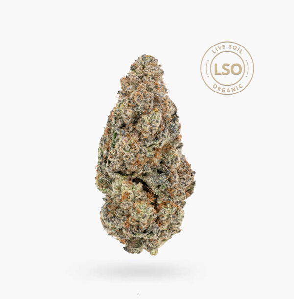 A large White Wedding Organic LSO bud; it's tapered spade-shaped olive green with thin orange hairs and a coating of tiny, milky white crystal trichomes.